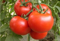 冷凍研磨儀JXFSTPRP-CL研磨番茄實(shí)驗